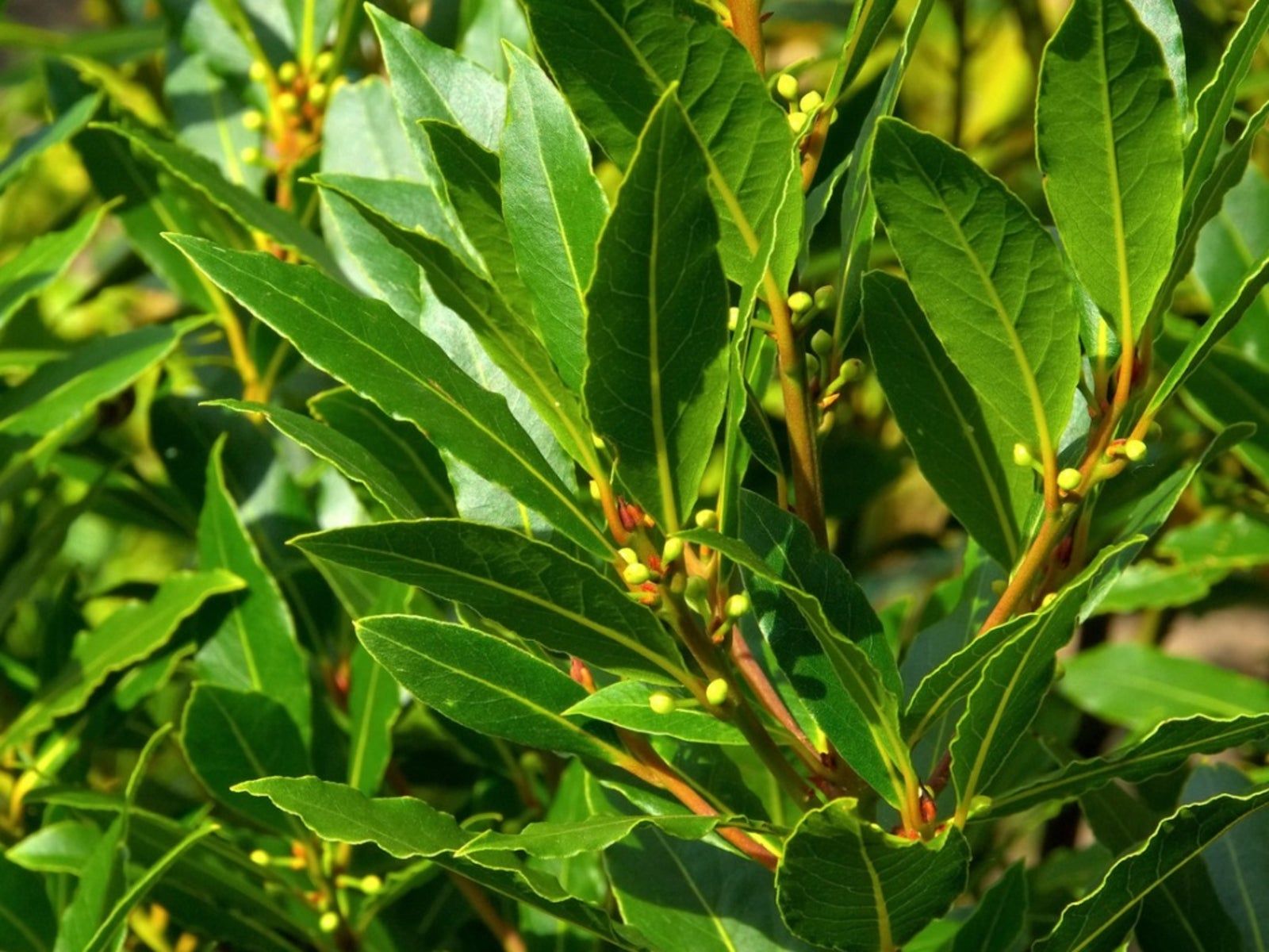 4 loại l&aacute; c&oacute; sẵn trong vườn, h&aacute;i đem pha tr&agrave; gi&uacute;p giảm huyết &aacute;p v&agrave; đường huyết: C&oacute; loại to&agrave;n bị bỏ đi - Ảnh 3.