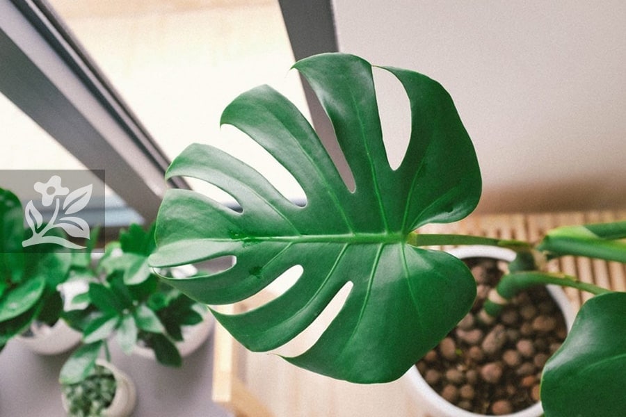 Hiện tượng trầu b&agrave; nở hoa: Dấu hiệu may mắn - Ảnh 1.