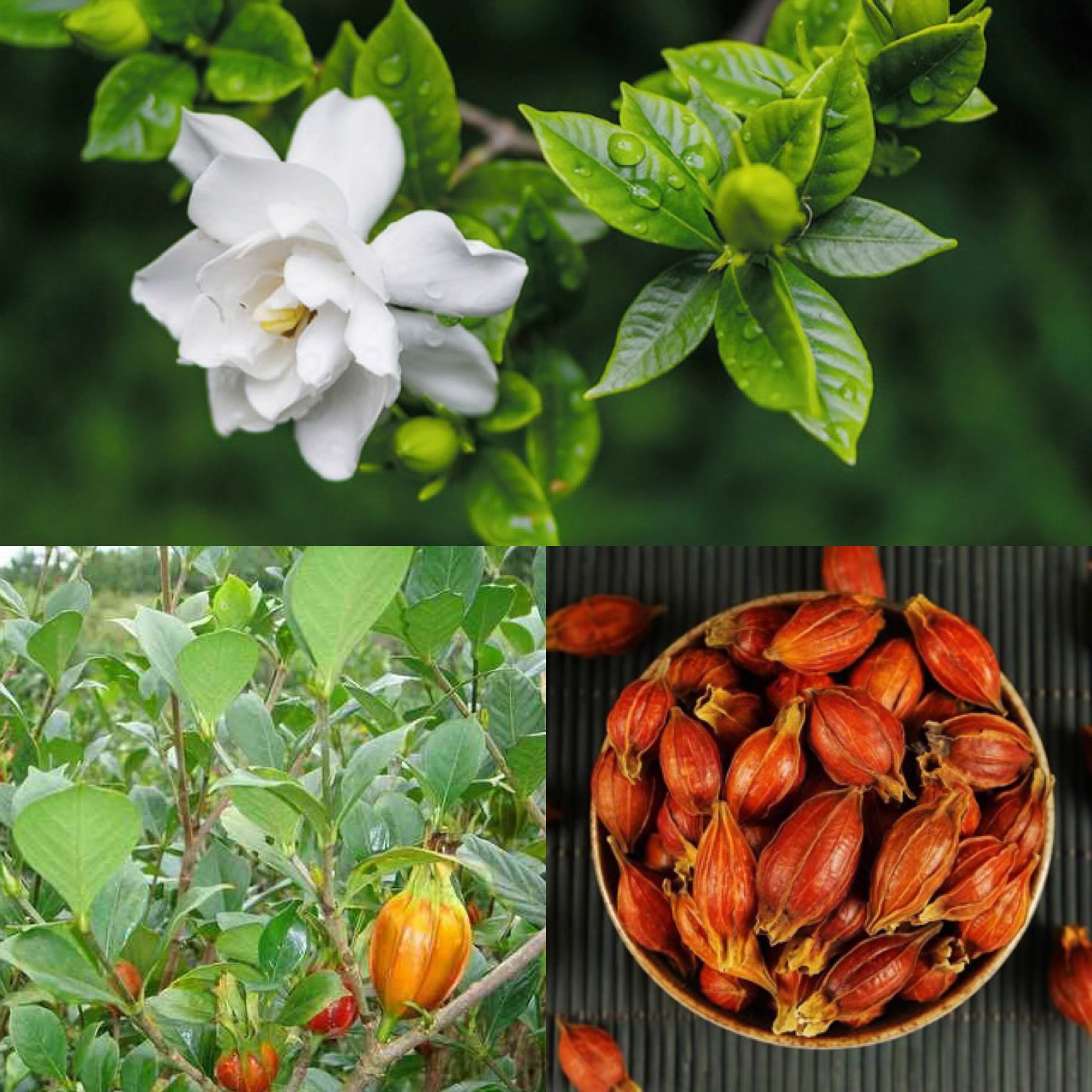4 l&yacute; do v&igrave; sao n&ecirc;n trồng 1 c&acirc;y d&agrave;nh d&agrave;nh trước cửa nh&agrave;- Ảnh 2.