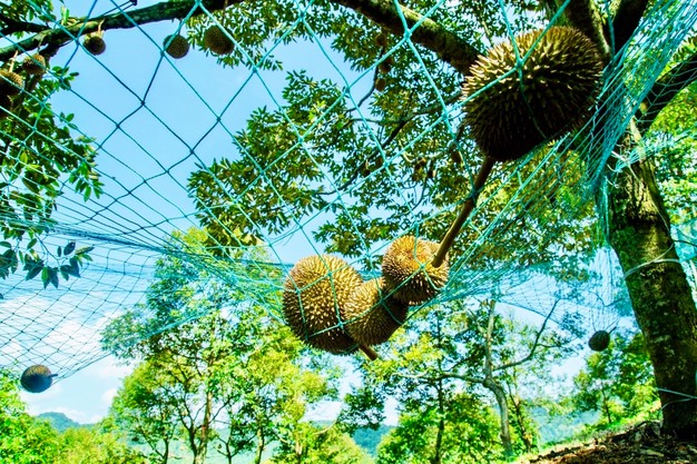 Tránh Việt Nam và Thái Lan, một đối thủ sầu riêng chọn lối đi riêng: Không chạy theo sản lượng, tập trung bán phân khúc cao cấp tại Trung Quốc- Ảnh 2. Tránh Việt Nam và Thái Lan, một đối thủ sầu riêng chọn lối đi riêng: Không chạy theo sản lượng, tập trung bán phân khúc cao cấp tại Trung Quốc- Ảnh 2.