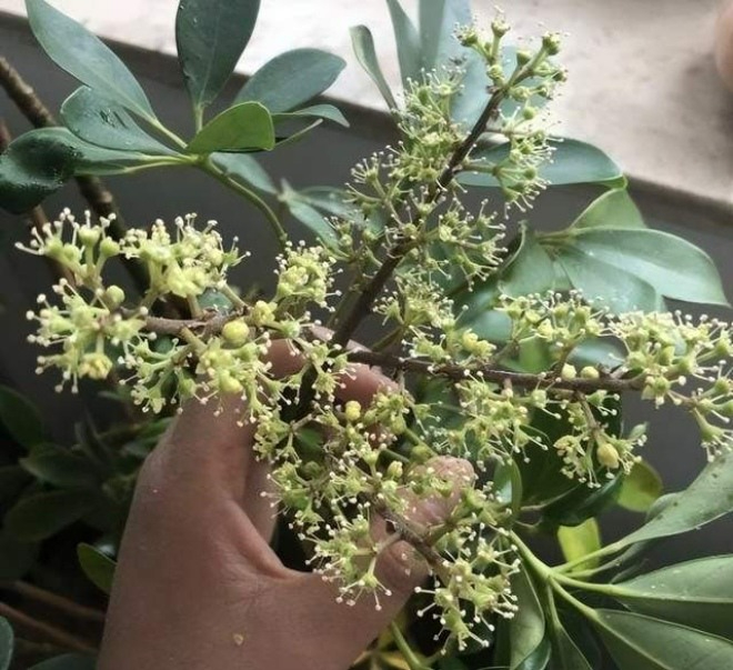 Hiện tượng c&acirc;y ngũ gia b&igrave; nở hoa v&agrave; c&aacute;ch chăm s&oacute;c hiệu quả - Ảnh 1.