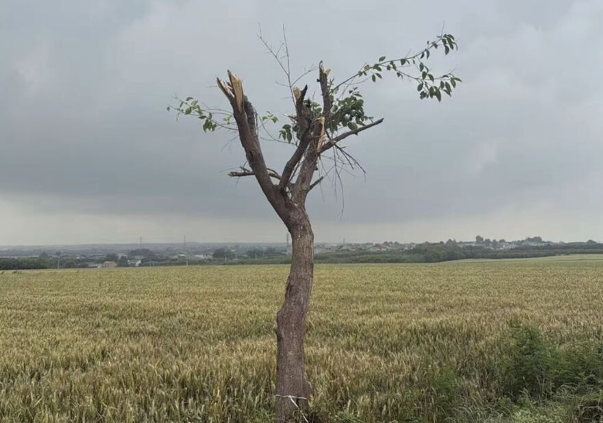 C&acirc;y c&ocirc; đơn nổi tiếng bị chặt hạ do lượng kh&aacute;ch tham quan qu&aacute; đ&ocirc;ng - Ảnh 2.
