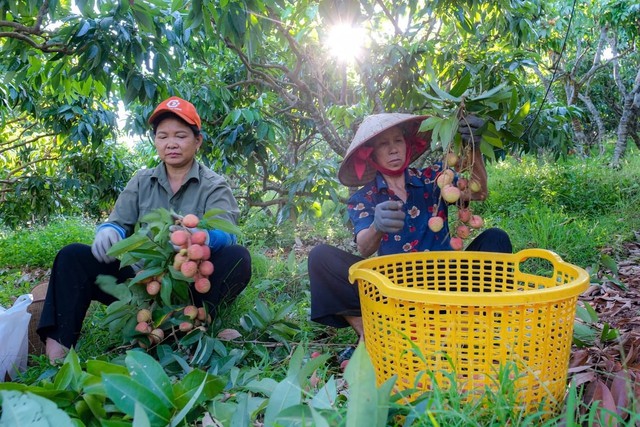 Gần 5.000 tấn vải thiều Việt chuẩn bị xuất khẩu sang Trung Quốc: Doanh nghiệp láng giềng tăng tốc gom hàng - Ảnh 2.