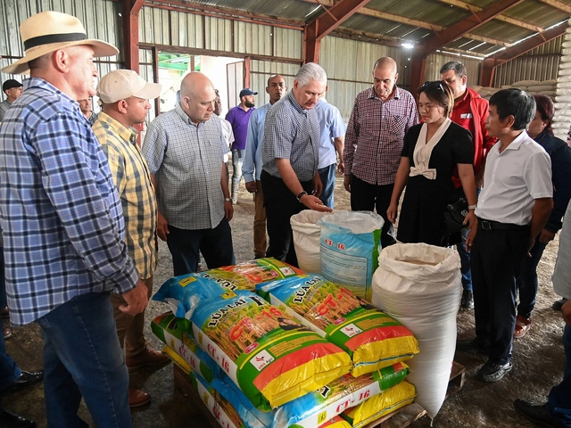 Cuba áp dụng 'bí quyết' trồng lúa của Việt Nam, thu kết quả khiến lãnh đạo bất ngờ - Ảnh 1. Cuba áp dụng 'bí quyết' trồng lúa của Việt Nam, thu kết quả khiến lãnh đạo bất ngờ - Ảnh 1.