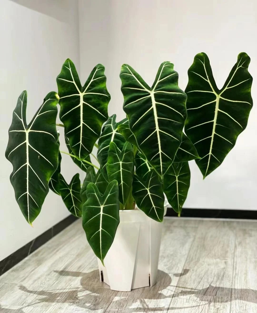 6 loại c&acirc;y kh&ocirc;ng n&ecirc;n trồng trong nh&agrave; - Ảnh 4.
