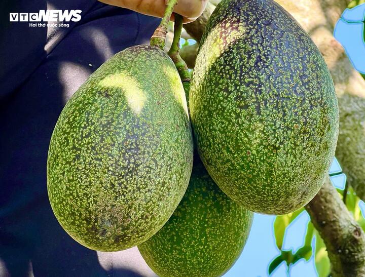 Bơ 160.000 đồng/kg vẫn &lsquo;ch&aacute;y h&agrave;ng&rsquo;, kh&aacute;ch muốn mua phải đặt trước cả th&aacute;ng - Ảnh 4.