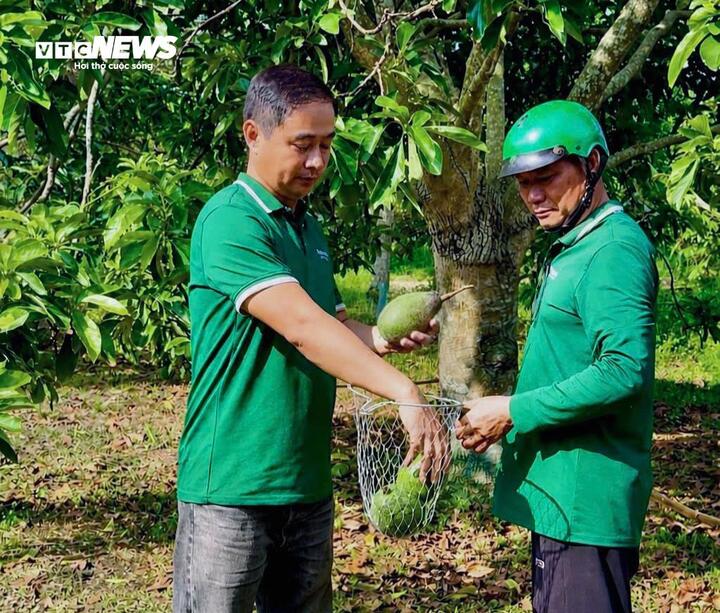 Bơ 160.000 đồng/kg vẫn &lsquo;ch&aacute;y h&agrave;ng&rsquo;, kh&aacute;ch muốn mua phải đặt trước cả th&aacute;ng - Ảnh 3.
