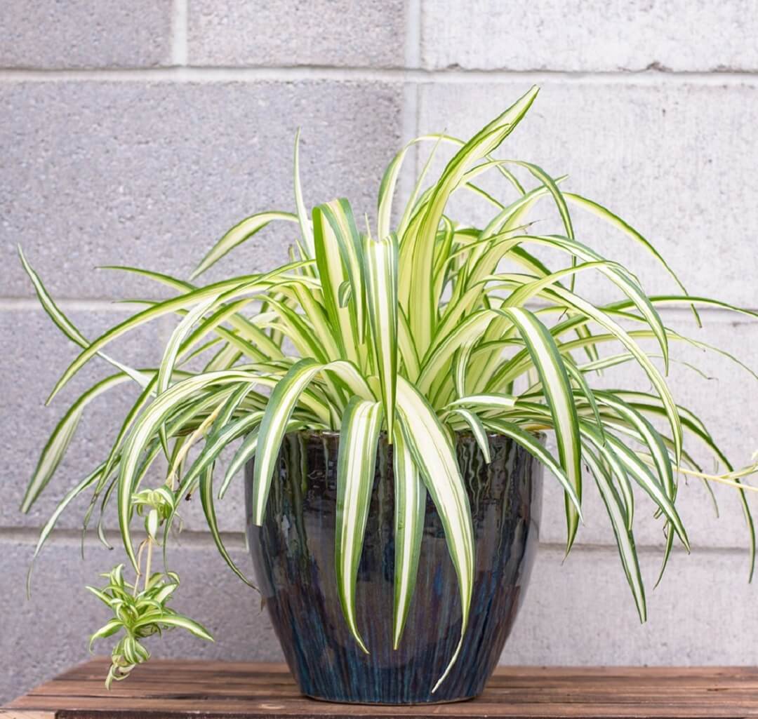 7 loại c&acirc;y rất n&ecirc;n trồng tr&ecirc;n s&acirc;n thượng - Ảnh 6.
