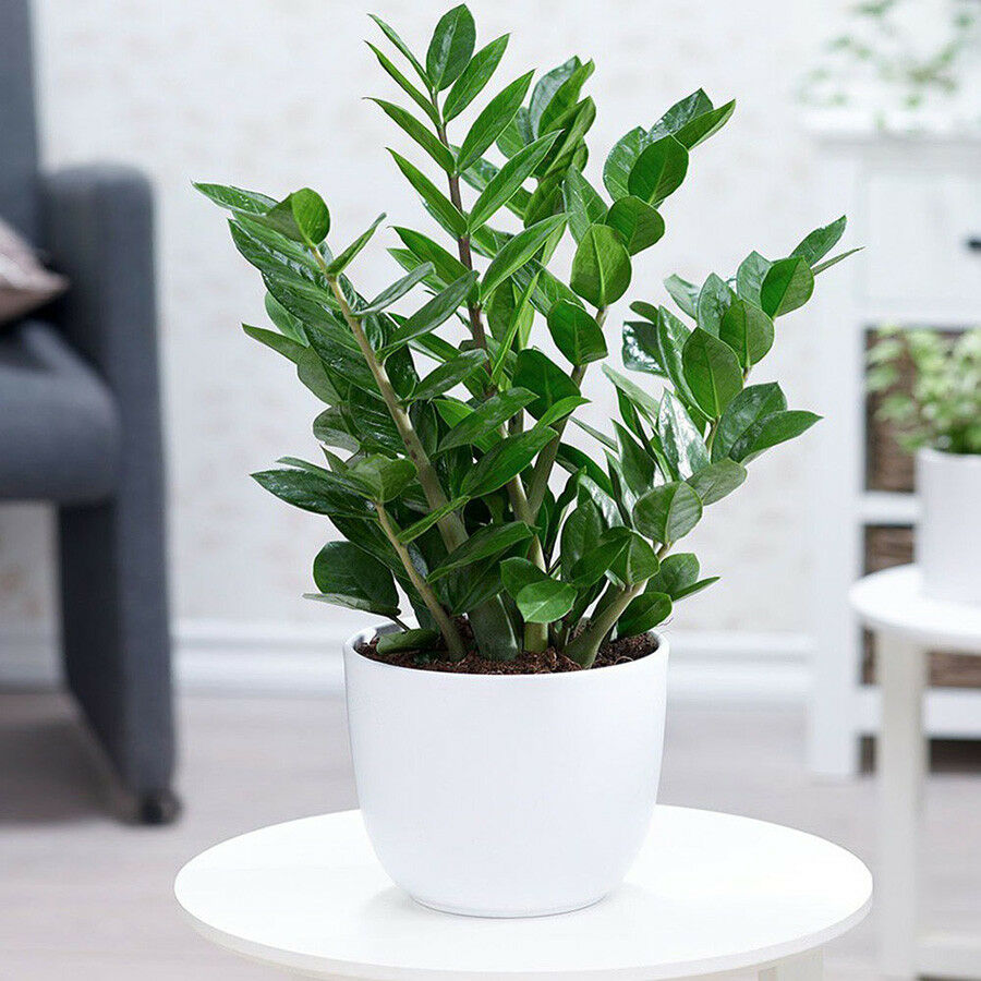 7 loại c&acirc;y rất n&ecirc;n trồng tr&ecirc;n s&acirc;n thượng - Ảnh 3.