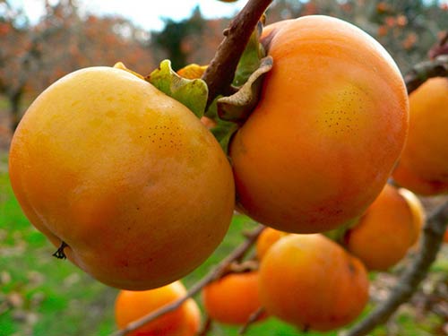 Lời khuy&ecirc;n trồng c&acirc;y hồng cho gia đ&igrave;nh  - Ảnh 2.