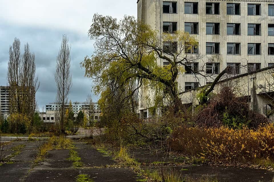 Bầy s&oacute;i Chernobyl tiến h&oacute;a kỳ lạ sau thảm họa hạt nh&acirc;n 1986 - Ảnh 3.