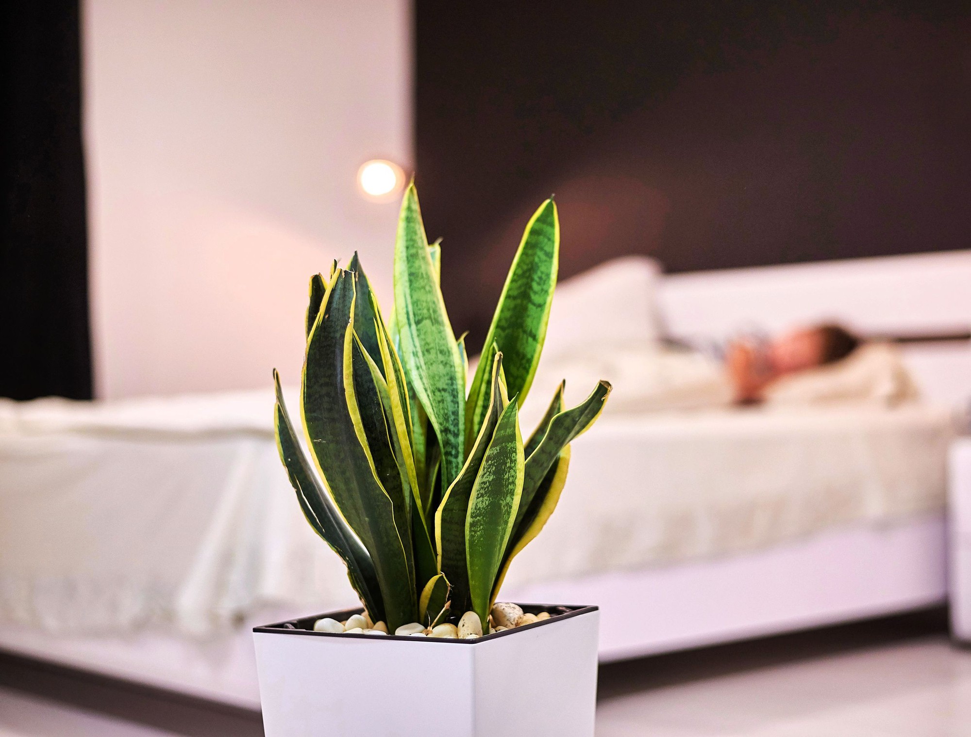 9 lý do vì sao bạn nên trồng 1 cây lưỡi hổ trong nhà- Ảnh 3.