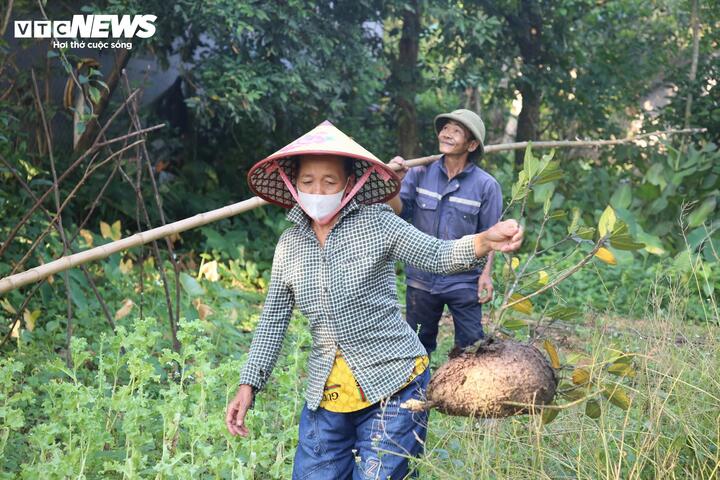 Săn trứng kiến trong rừng, kiếm tiền triệu mỗi ng&agrave;y - Ảnh 1.