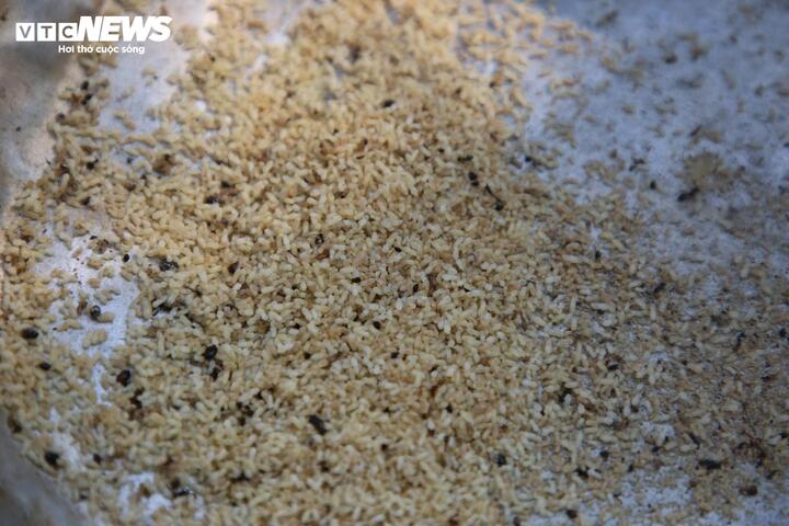 Săn trứng kiến trong rừng, kiếm tiền triệu mỗi ng&agrave;y - Ảnh 10.