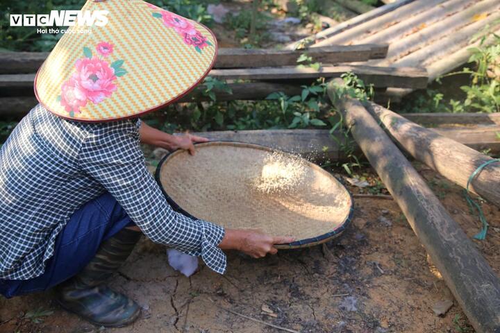Săn trứng kiến trong rừng, kiếm tiền triệu mỗi ng&agrave;y - Ảnh 11.