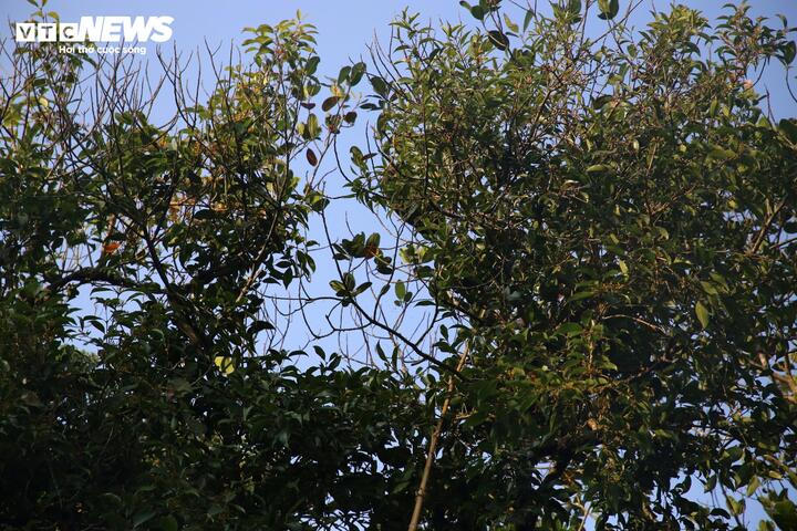 Săn trứng kiến trong rừng, kiếm tiền triệu mỗi ng&agrave;y - Ảnh 3.