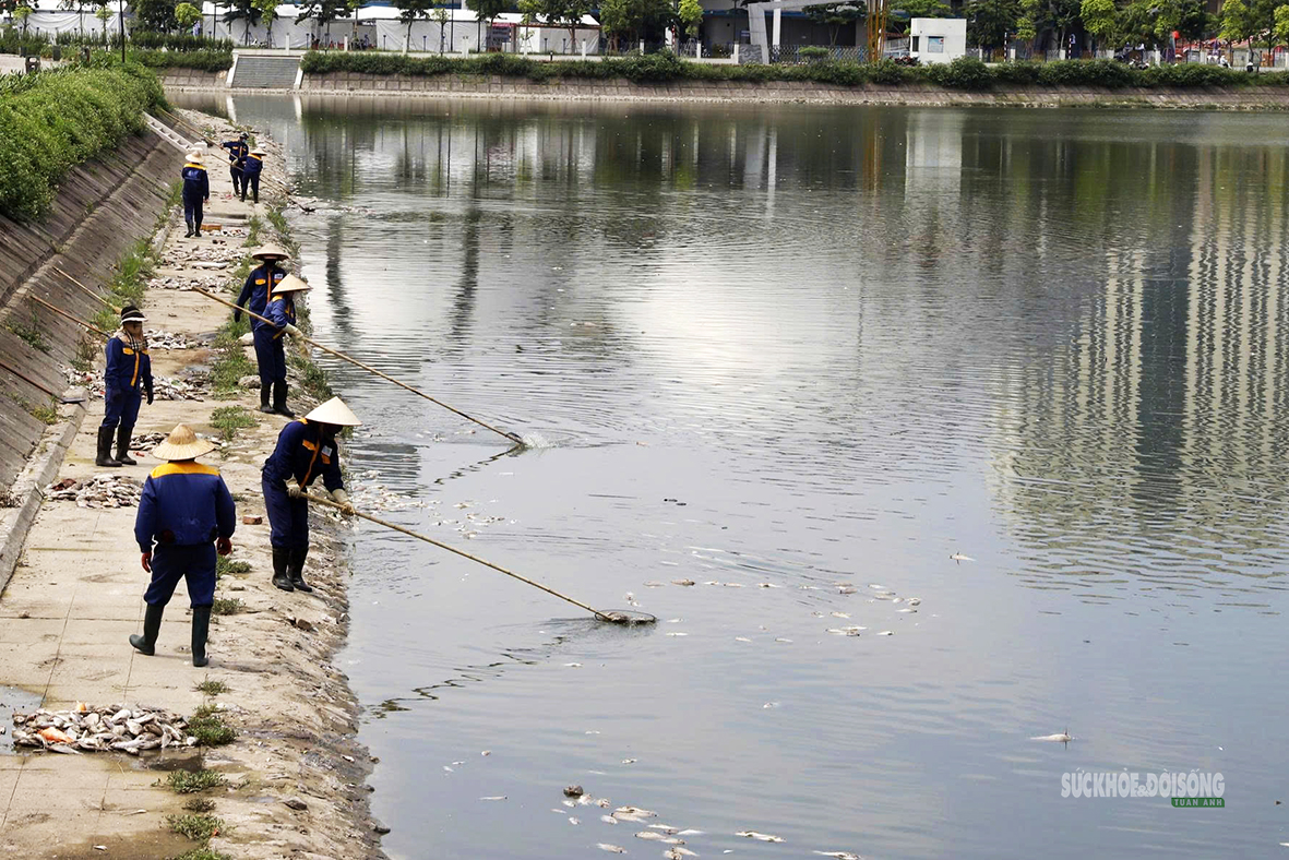 Cá chết nổi trắng hồ ở Hà Nội, bốc mùi nồng nặc, chính quyền nhận định nguyên nhân - Ảnh 2.