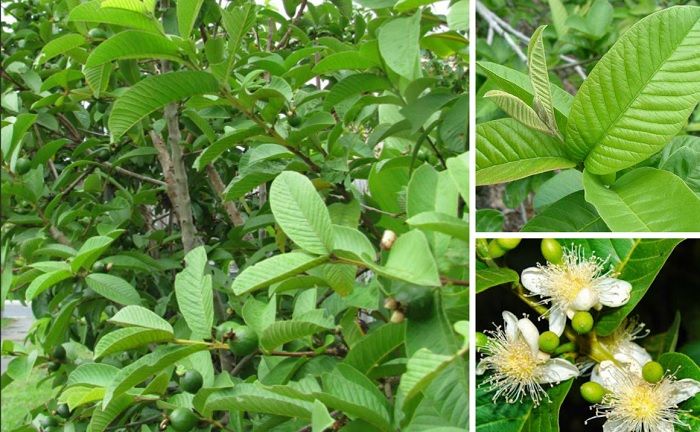 Hiện tượng c&acirc;y ổi nở hoa v&agrave; y nghĩa trong đời sống - Ảnh 2.