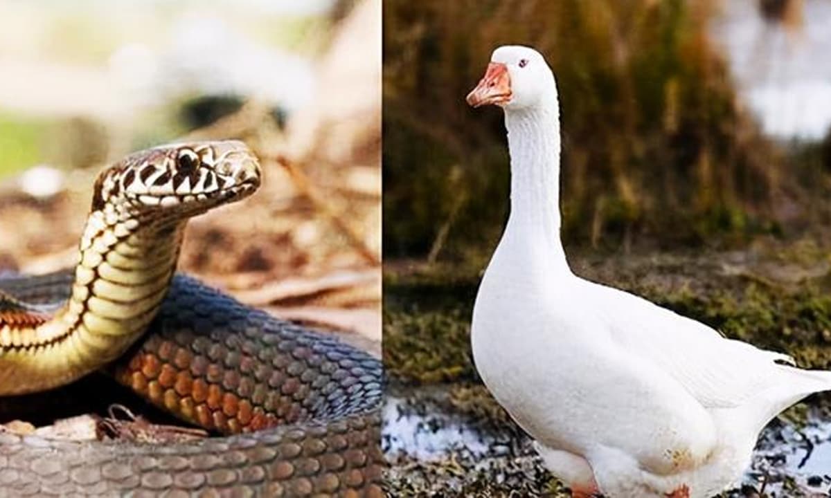 3 c&aacute;ch đuổi rắn hiệu quả bất ngờ cho kh&ocirc;ng gian sống an to&agrave;n hơn - Ảnh 1.