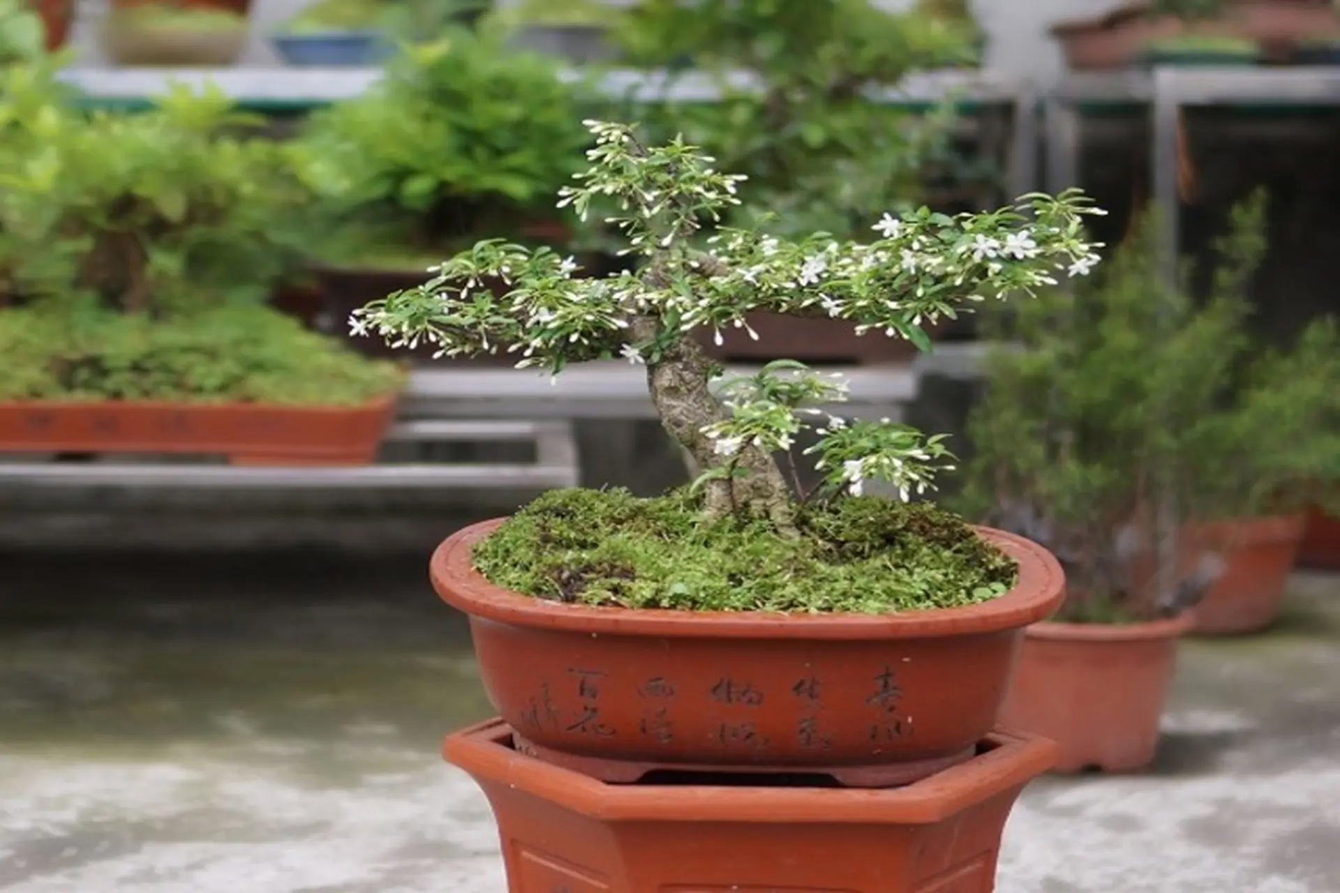3 c&acirc;y bonsai "giữ tiền như k&eacute;t sắt": Kh&ocirc;ng cần ngh&igrave;n v&agrave;ng vẫn trấn trạch, h&uacute;t t&agrave;i cho gia chủ - Ảnh 1.