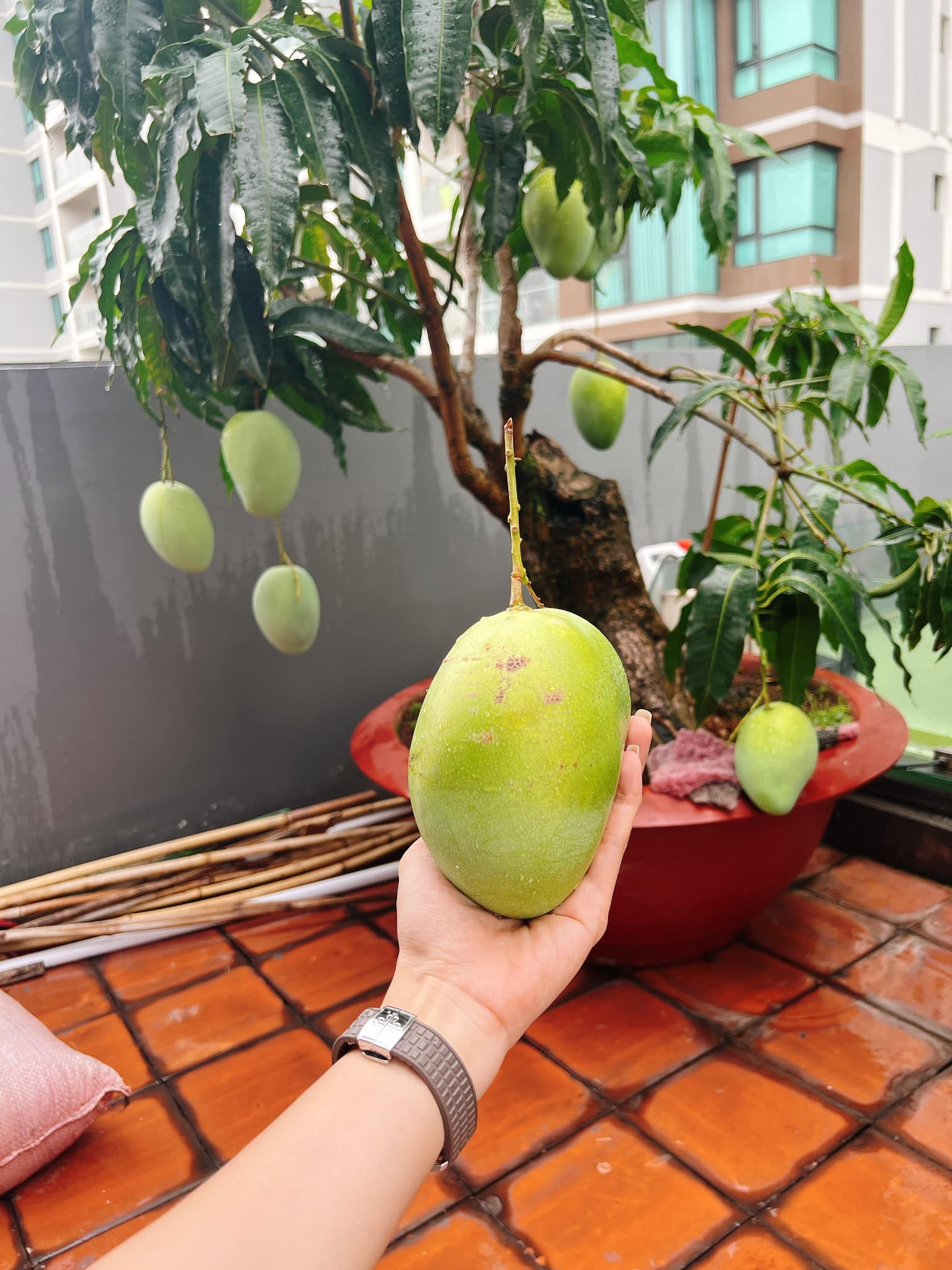 Mỹ ph&acirc;n Ph&iacute; Ph&ocirc;ng - Diệp Bảo Ngọc: L&agrave;m chủ 3 c&ocirc;ng ty, sống trong nh&agrave; phố 100m2, s&acirc;n thượng trồng g&igrave; m&agrave; l&uacute;c n&agrave;o cũng trĩu quả? - Ảnh 11.