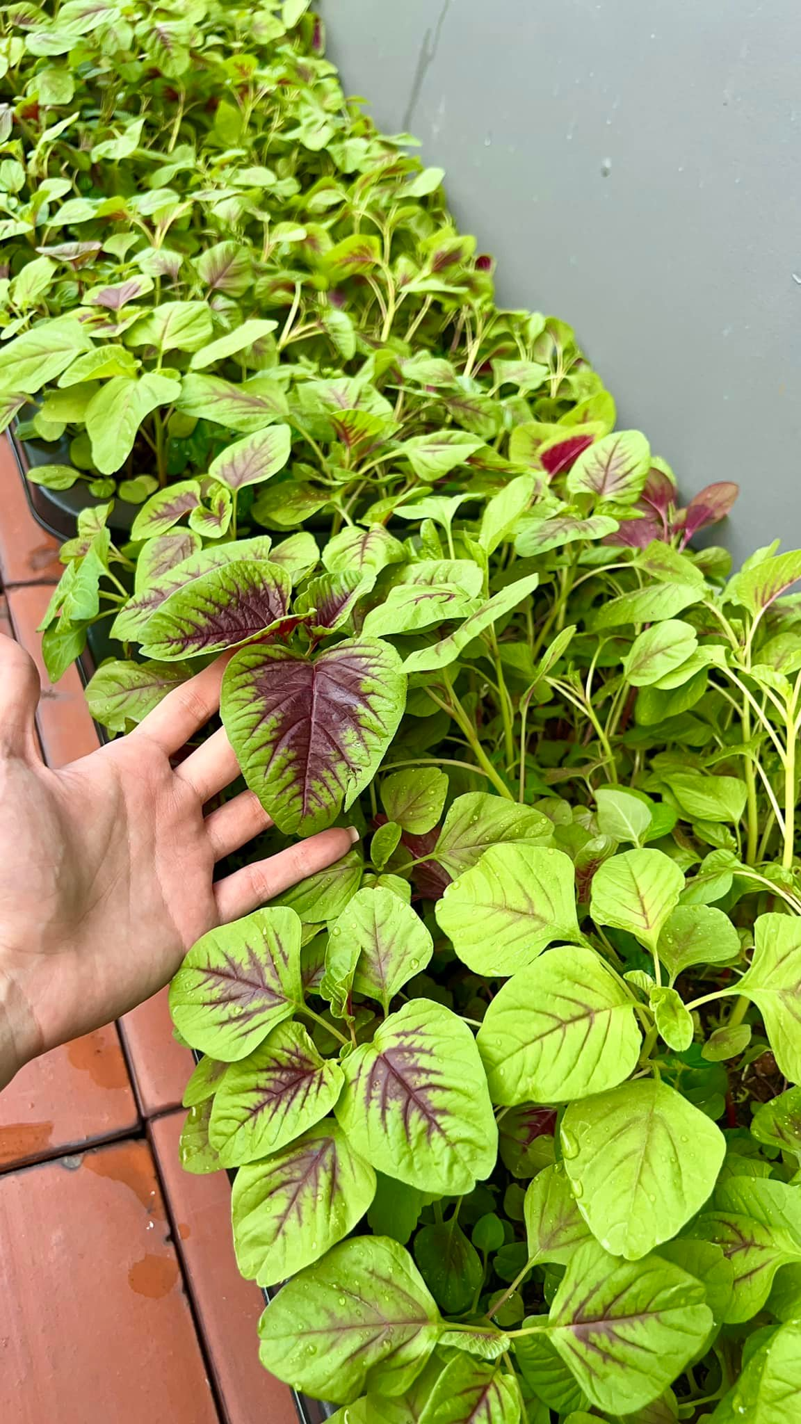 Mỹ ph&acirc;n Ph&iacute; Ph&ocirc;ng - Diệp Bảo Ngọc: L&agrave;m chủ 3 c&ocirc;ng ty, sống trong nh&agrave; phố 100m2, s&acirc;n thượng trồng g&igrave; m&agrave; l&uacute;c n&agrave;o cũng trĩu quả? - Ảnh 7.