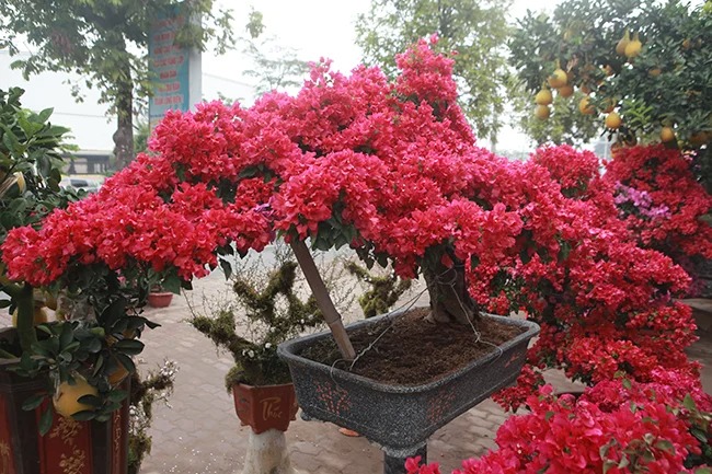 Lời khuy&ecirc;n trồng hoa giấy đẹp cho kh&ocirc;ng gian sống - Ảnh 3.