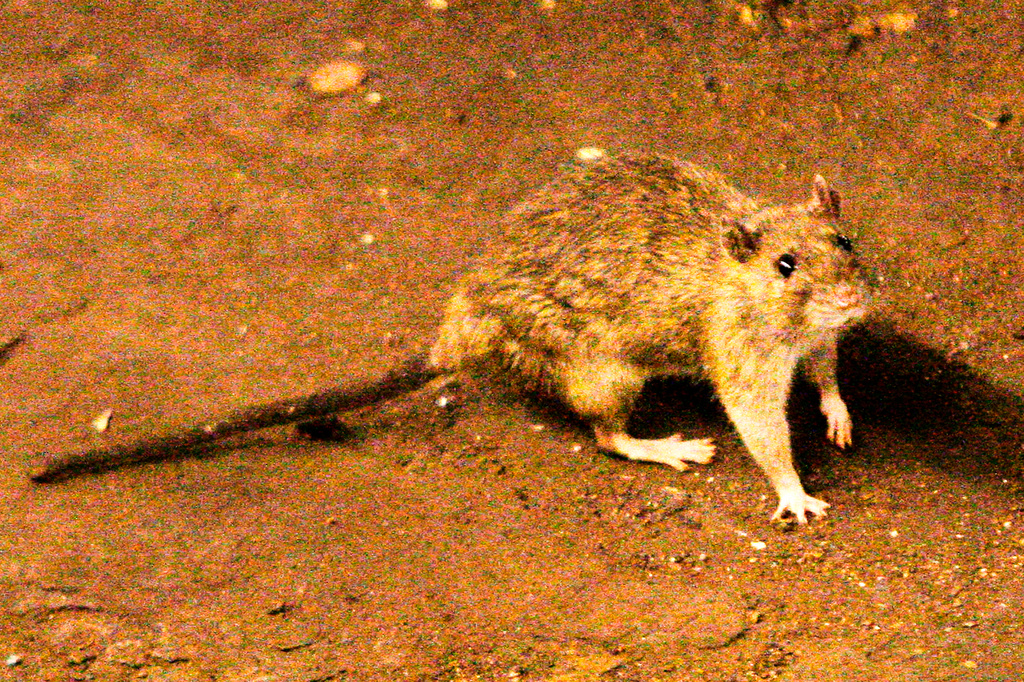3 người tử vong nghi do l&acirc;y nhiễm hantavirus tr&ecirc;n du thuyền ở Đại T&acirc;y Dương- Ảnh 1.