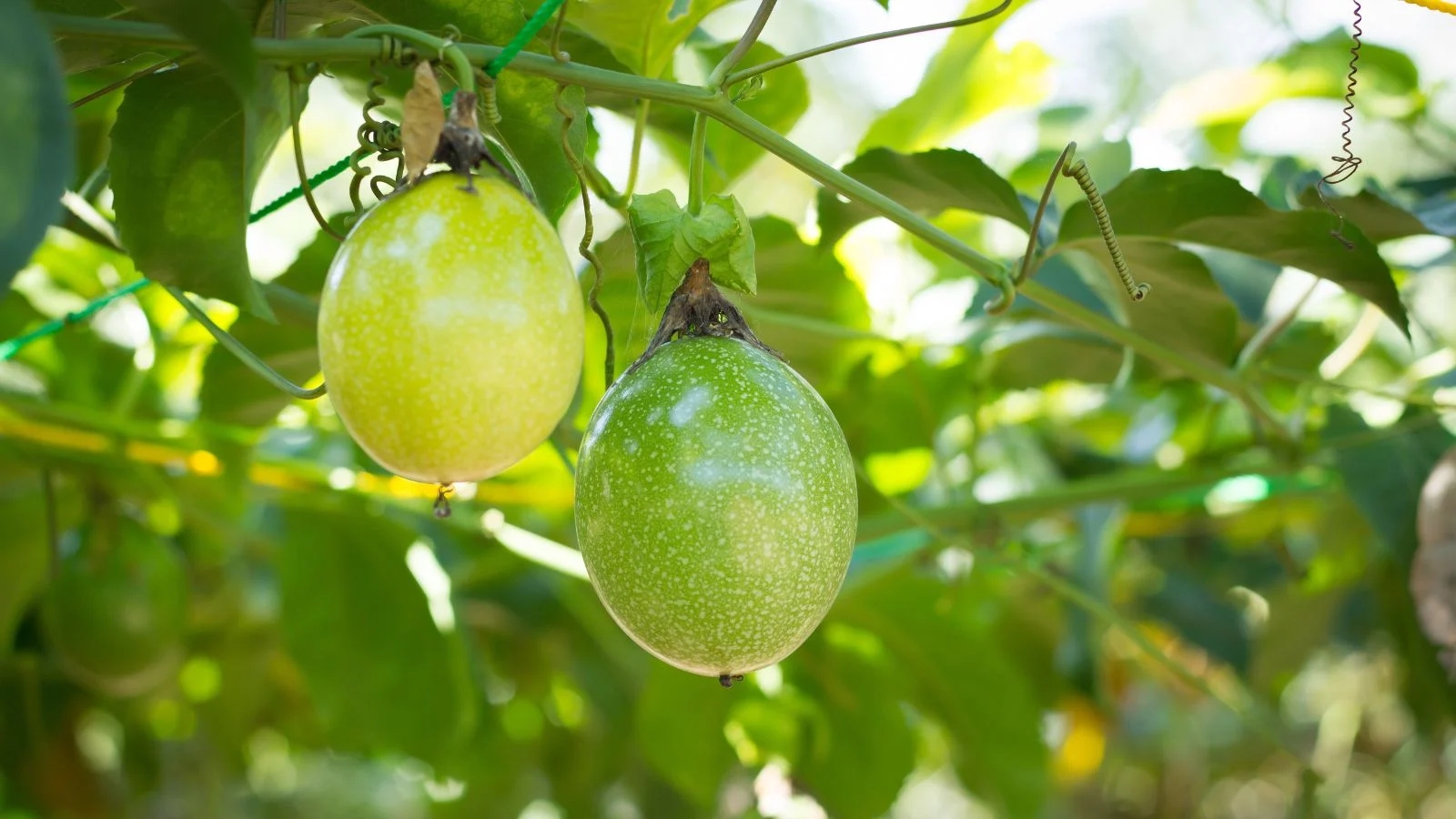 6 loại c&acirc;y ăn quả tuyệt đẹp c&oacute; thể trồng l&agrave;m h&agrave;ng r&agrave;o - Ảnh 1.