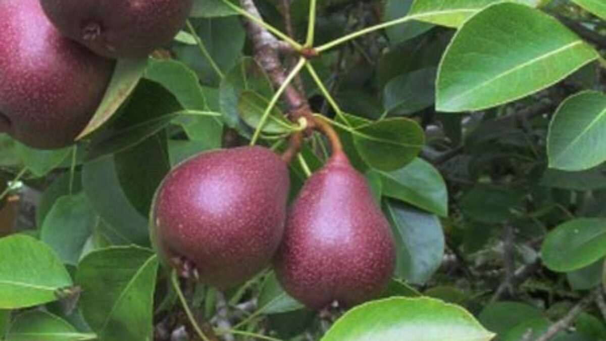 6 loại c&acirc;y ăn quả tuyệt đẹp c&oacute; thể trồng l&agrave;m h&agrave;ng r&agrave;o - Ảnh 4.