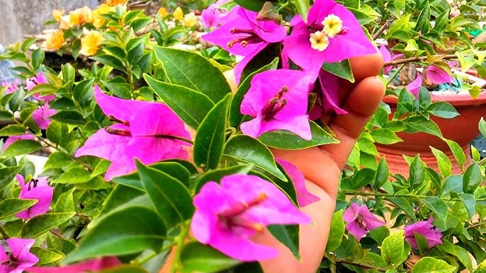 Lời khuy&ecirc;n trồng hoa giấy đẹp cho kh&ocirc;ng gian sống - Ảnh 4.