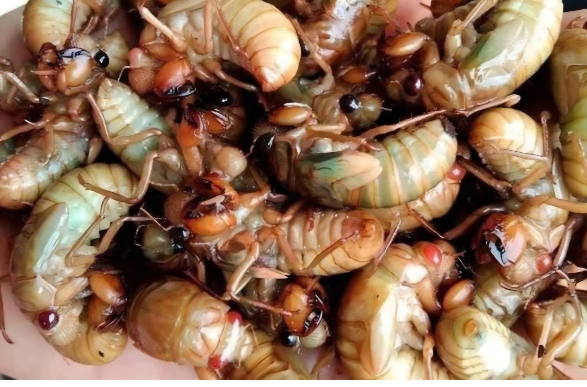 Nhiều người bị ngộ độc v&igrave; ăn ve sầu - Ảnh 1.