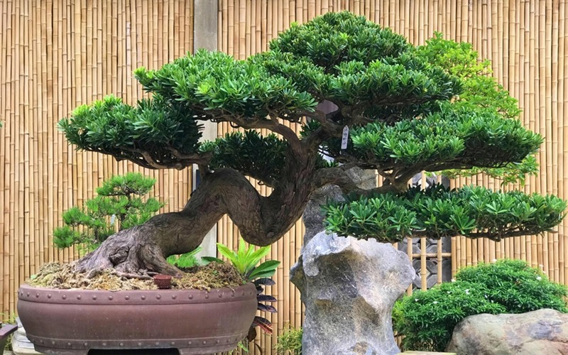 3 c&acirc;y cảnh "giữ của" cho gia đ&igrave;nh, sống trăm năm: Trồng trong nh&agrave; chẳng kh&aacute;c n&agrave;o cất v&agrave;ng - Ảnh 1.