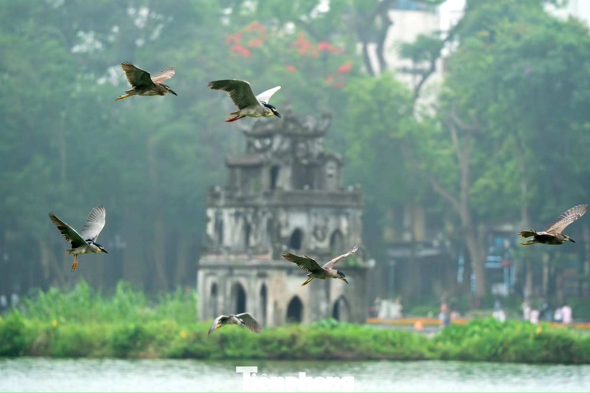 Cảnh tượng ngay tại Hồ Gươm, Hà Nội khiến nhiều người phải thốt lên: Không tin vào mắt mình! - Ảnh 1.