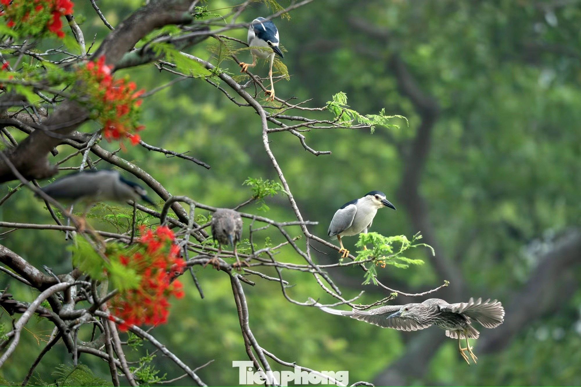 Cảnh tượng ngay tại Hồ Gươm, Hà Nội khiến nhiều người phải thốt lên: Không tin vào mắt mình! - Ảnh 3.