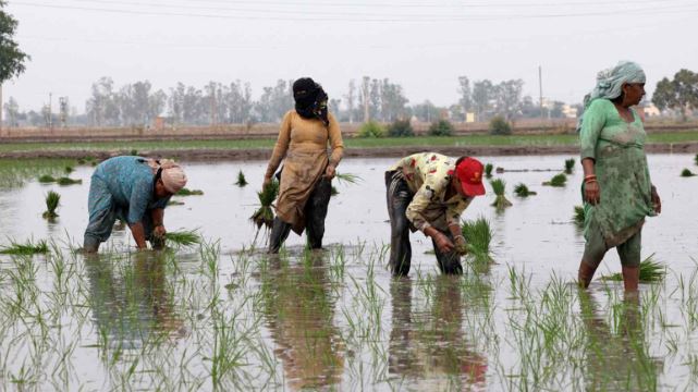 Gạo Ấn Độ, Th&aacute;i Lan v&agrave; Việt Nam sắp đ&oacute;n s&oacute;ng gi&oacute;, &lsquo;thủ phạm&rsquo; l&agrave; ai? - Ảnh 1.