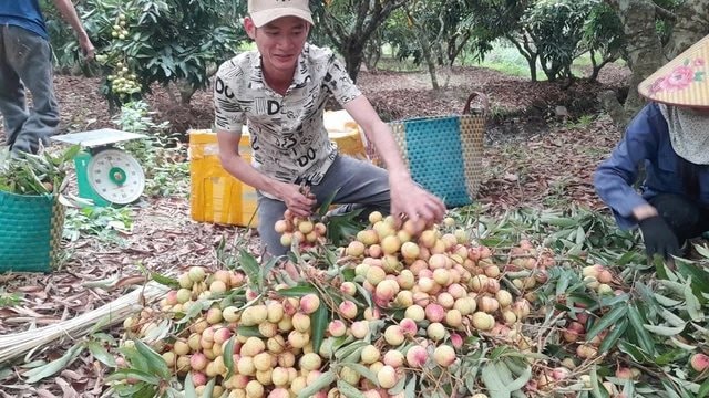 Tin buồn với loại quả &ldquo;phi tử tiếu&rdquo; được h&agrave;ng triệu người VN v&agrave; TQ say m&ecirc;, c&oacute; loại gi&aacute; gần 600.000 đồng/kg - Ảnh 2.