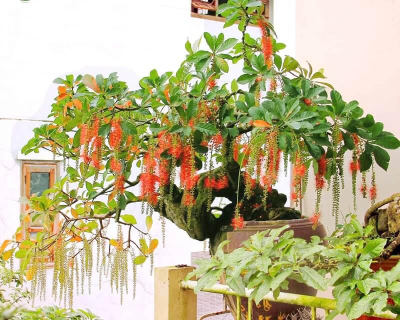 4 c&acirc;y nh&agrave; gi&agrave;u ưa chuộng trồng tạo kh&ocirc;ng gian sống sang trọng  - Ảnh 1.