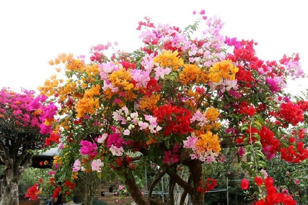 9 lý do tại sao gia đình nào cũng nên trồng cây hoa giấy - Ảnh 2.