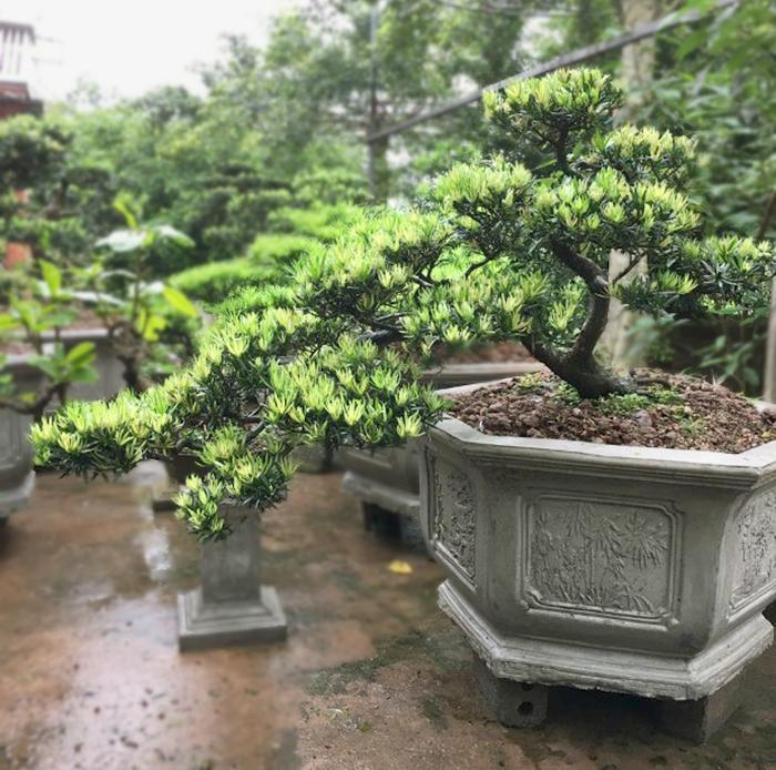 4 c&acirc;y nh&agrave; gi&agrave;u ưa chuộng trồng tạo kh&ocirc;ng gian sống sang trọng  - Ảnh 4.