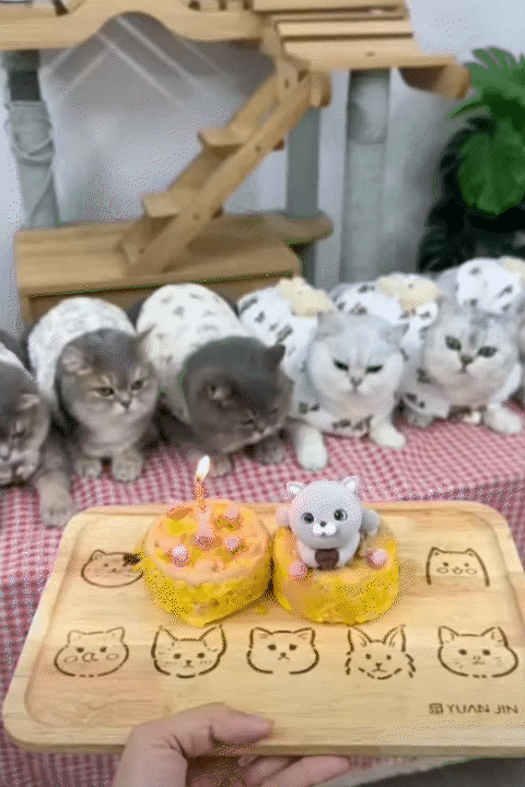 Từ bỏ lương cao để khởi nghiệp c&ugrave;ng Lượm Cat: H&agrave;nh tr&igrave;nh truyền cảm hứng cho mẹ bỉm 26 tuổi - Ảnh 14.
