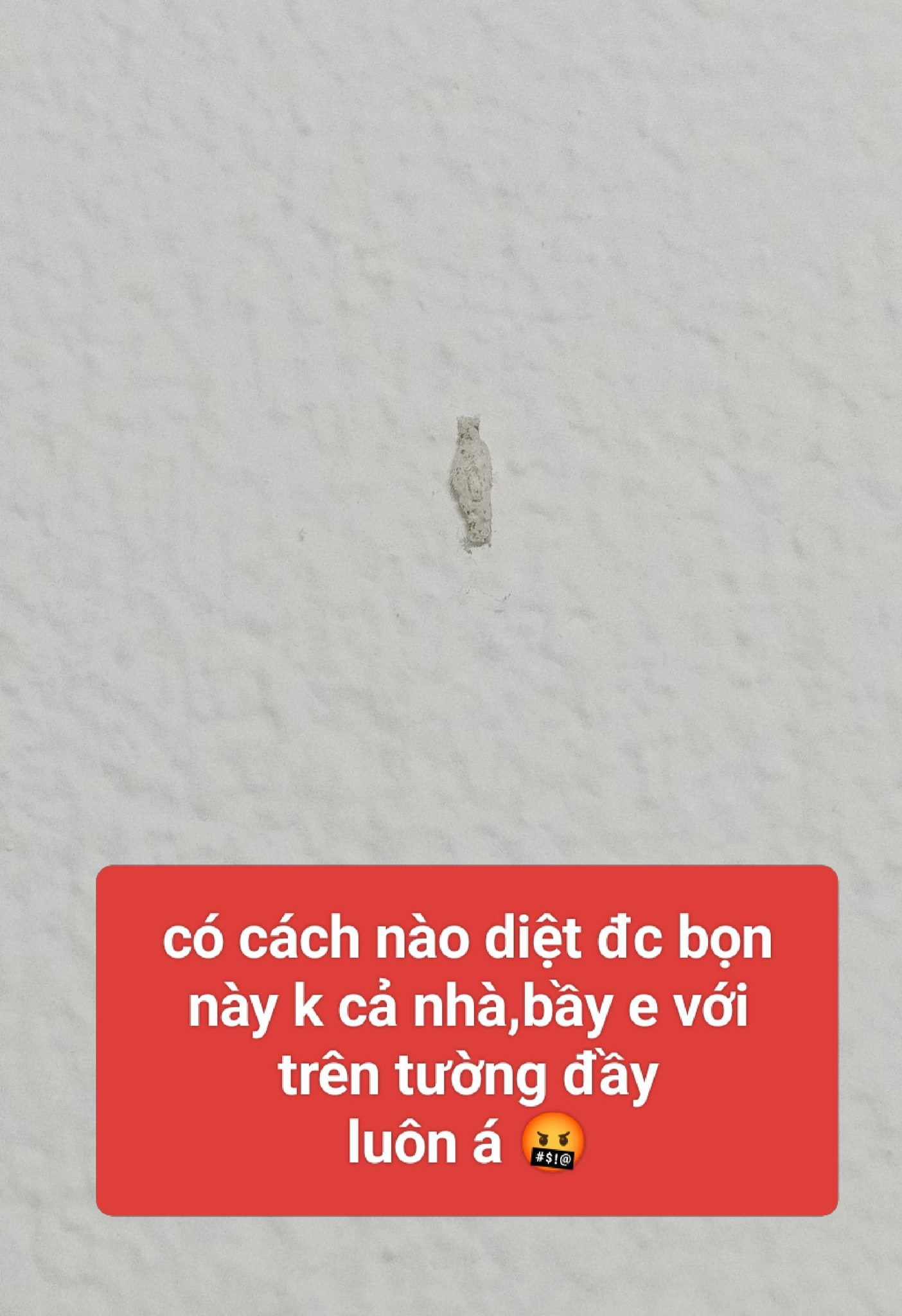 Sinh vật lạ màu trắng xuất hiện trên tường nhà, nhiều người phải thốt lên: Ám ảnh! - Ảnh 1.