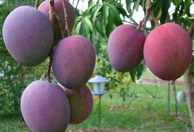 Loại quả &lsquo;trứng của mặt trời&rsquo; vừa được đấu gi&aacute; hơn 16 triệu đồng/cặp tại một quốc gia ch&acirc;u &Aacute;, Việt Nam vừa trồng th&agrave;nh c&ocirc;ng tại TP HCM - Ảnh 1.