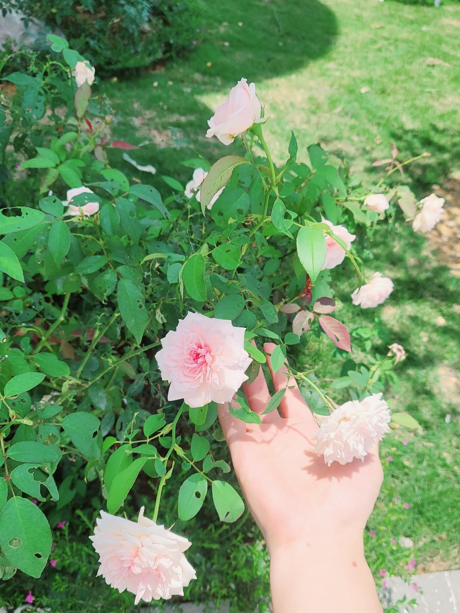 - Ảnh 20.