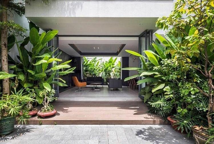 5 loại c&acirc;y kh&ocirc;ng n&ecirc;n trồng trước cửa nh&agrave;: C&acirc;y c&agrave;ng xanh tốt nh&agrave; c&agrave;ng suy- Ảnh 1.