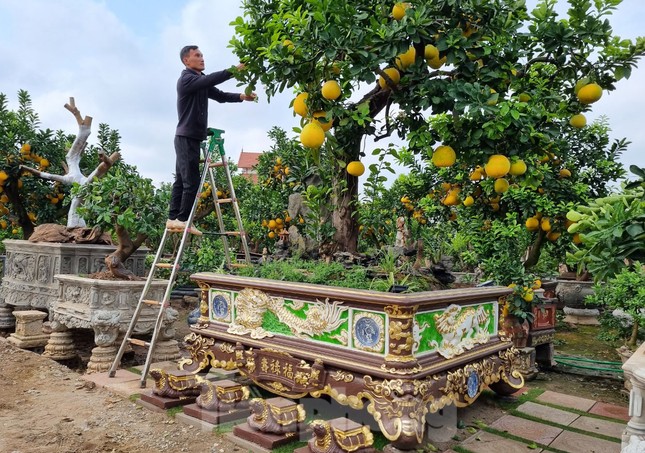 5 l&yacute; do n&ecirc;n trồng một c&acirc;y bưởi trong nh&agrave; - Ảnh 1.