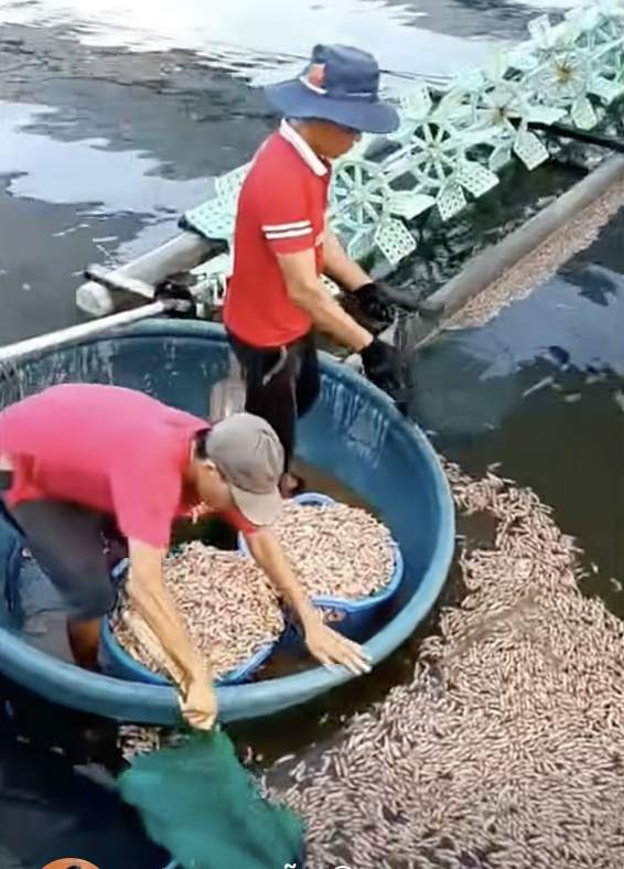 50 . 000 Con tôm chết hàng loạt tại Quảng Trị nghi bị đầu độc - Ảnh 1. 50 . 000 Con tôm chết hàng loạt tại Quảng Trị nghi bị đầu độc - Ảnh 1.