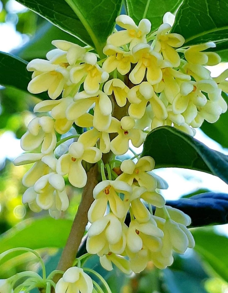 4 loại cây