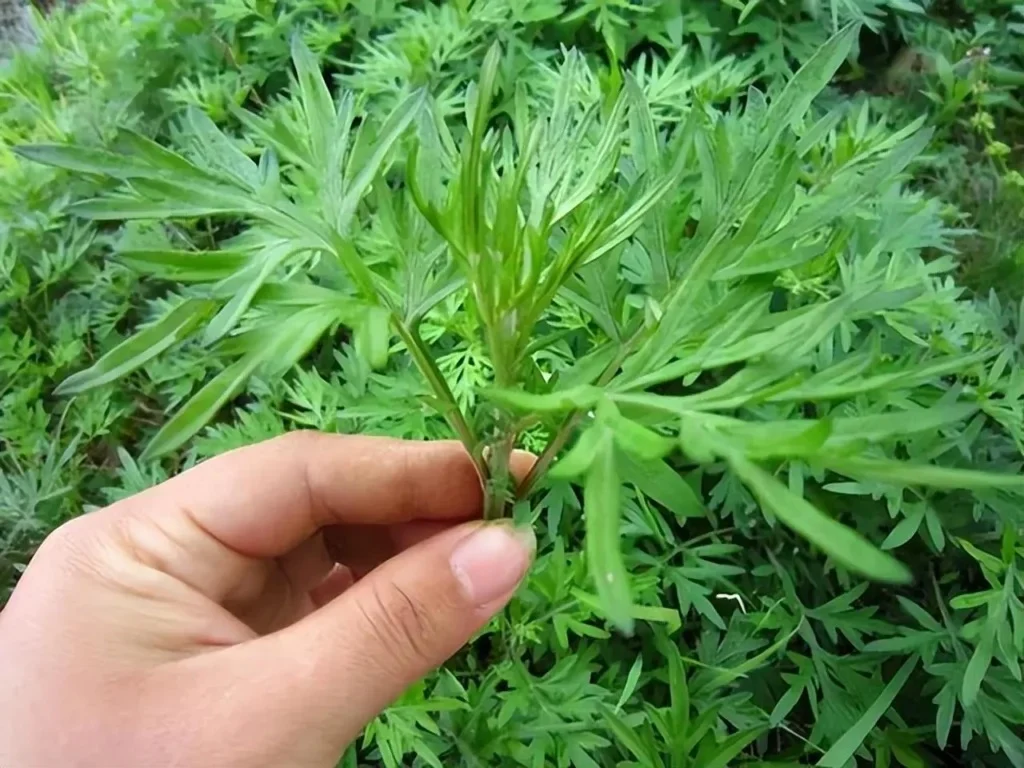 V&igrave; sao người xưa thường trồng 1 bụi c&acirc;y ngải cứu trước cửa nh&agrave;? - Ảnh 2.