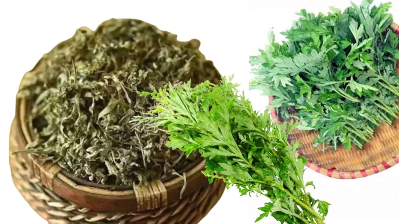 Vì sao người xưa thường trồng 1 bụi cây ngải cứu trước cửa nhà? - Ảnh 1.